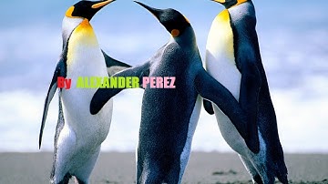 Как запустить сервер самп