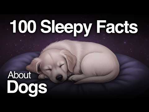 The Most Relaxing Dog Facts You’ve Never Heard