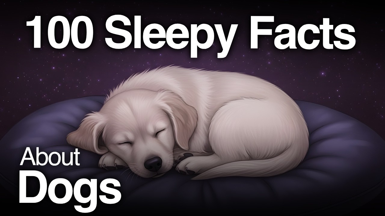 The Most Relaxing Facts About Dogs to Fall Asleep To