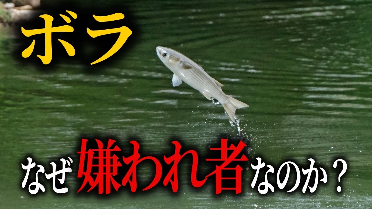 なぜ嫌われる？”臭い魚”と言われるボラに隠された衝撃の秘密【ミステリー】