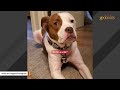 Dog was dumped because he has allergies