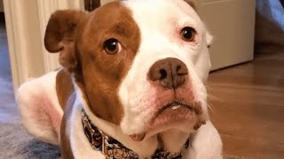 Dog Was Dumped Because He Has Allergies