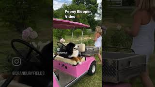 PEONY BLOOPER VIDEO #kellylehman #bloopers #peony
