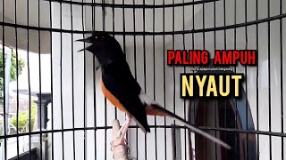 murai batu gacor AMPUH buat PANCINGAN murai batu agar bunyi JADIKAN burung murai gacor EMOSI