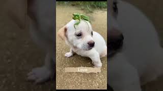 Ffiendship Little Puppy And Little Chick  A Beautiful Moment 2245  shorts