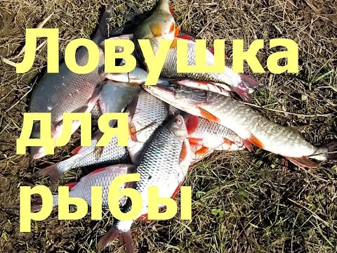 Video: Kako Kuhati Ribu: Trikovi Dana