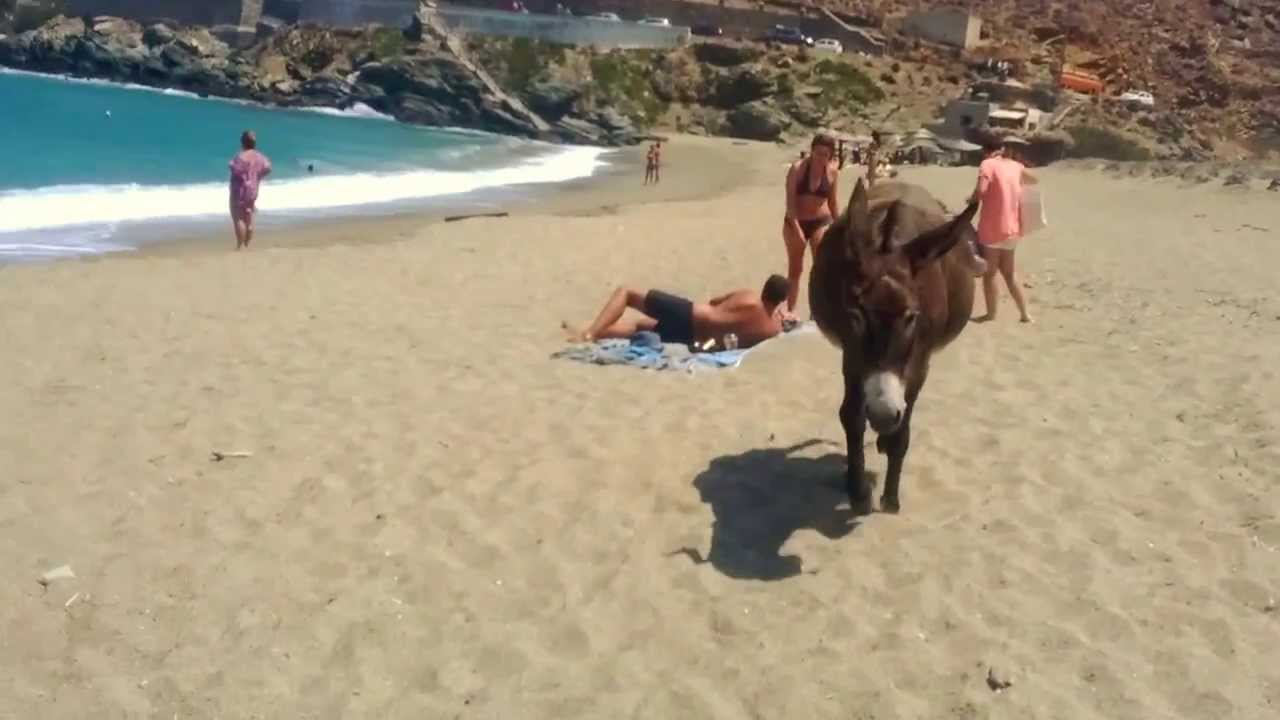 Incredible Donkey @ Kolympithra Beach (Tinos, Greece)