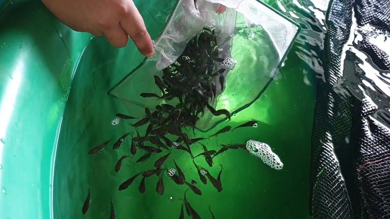 Tilapia Fingerlings sa Aquaponics YouTube