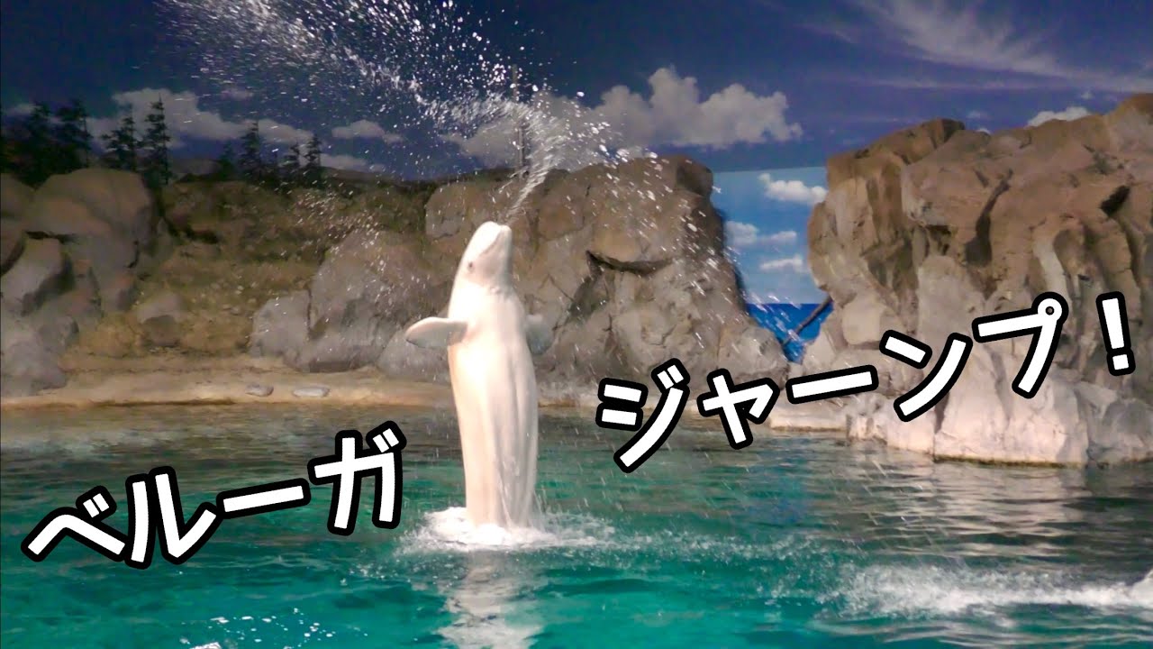 ベルーガ 見事なジャンプが決まります【名古屋港水族館】Beluga Port