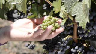 Opus One - Fruit Thinning