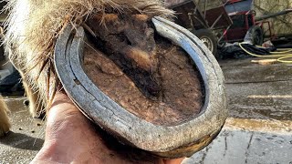Replacing Extremely Worn Out Horse Shoes. Hoof Restoration.