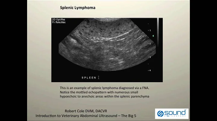 Veterinary Ultrasound - K9 Spleen Pathologies