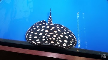 cá sam ăn gì và bơi có đẹp không