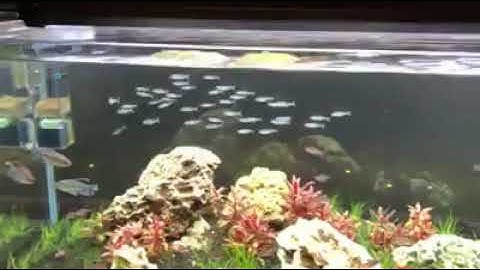 Đàn sóc đầu đỏ bơi theo đàn