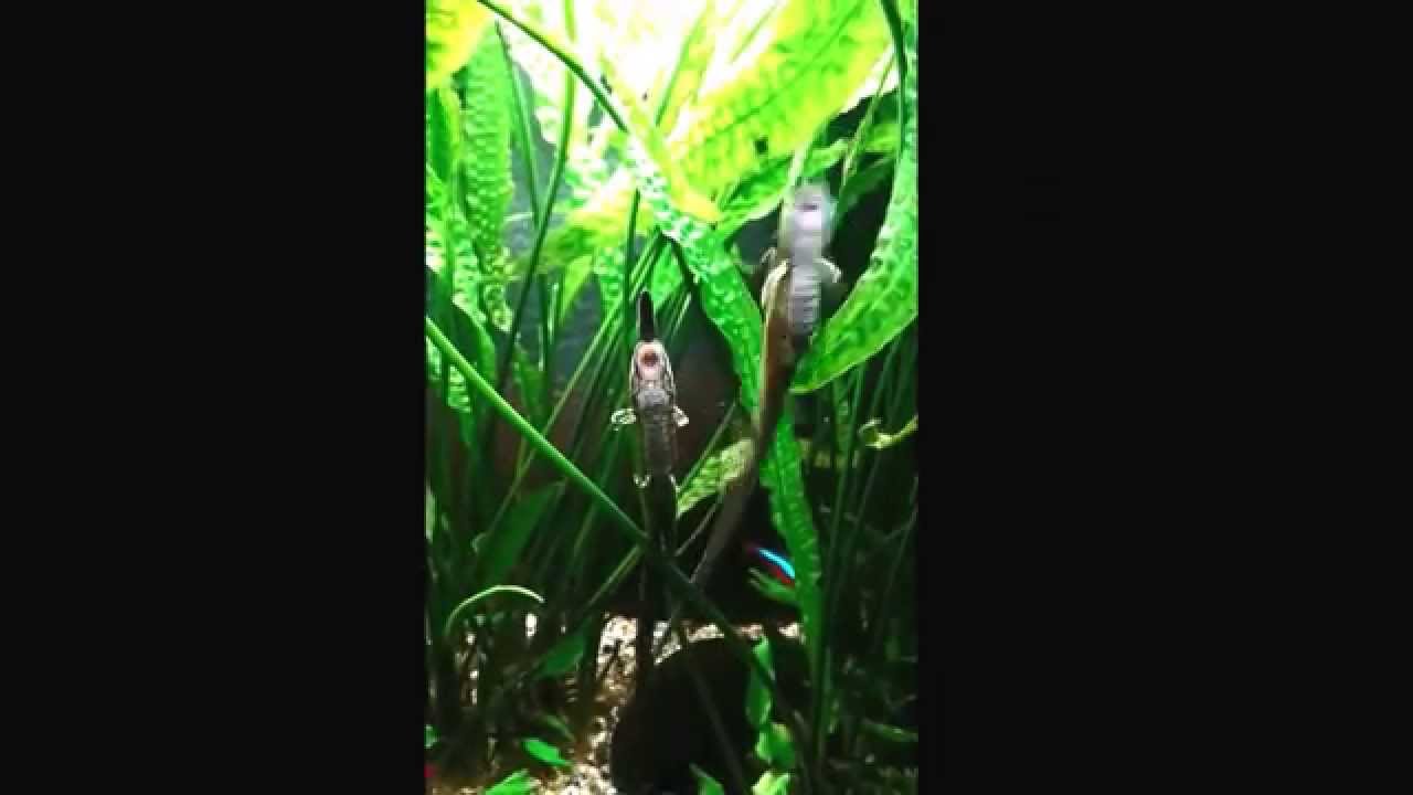 Farlowella vittata by Graham Gould