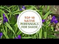 Best Shade Perennials for North Texas Landscaping: A Comprehensive Guide