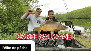 une SESSION CARPE en ETANG SAUVAGE pendant la FRAYE