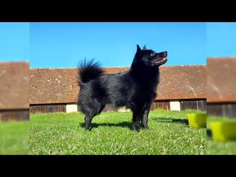 Видео: Порода собак Шипперке Гипоаллергенна, Здоровье и Продолжительность жизни