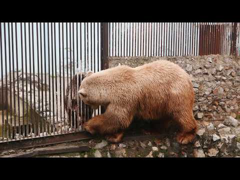 Video: Zakaj Je Polarni Medved Upodobljen Na Grbu Permskega Ozemlja