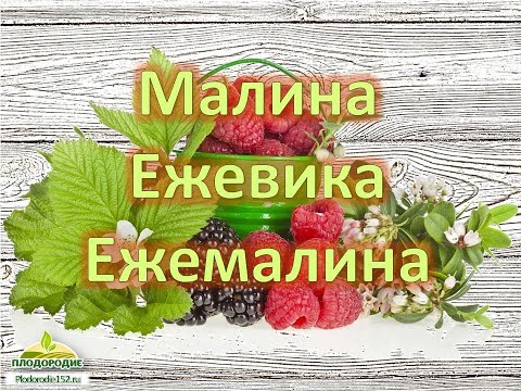 Video: Кара малина - сорттору жана маданиятынын өзгөчөлүктөрү - Бурулуш, чок жана бакыт