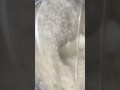 ꙳✧ 炊飯器ないけどお料理得意なんです〖 I_STREAM / 猫羽ことの 〗 #shorts