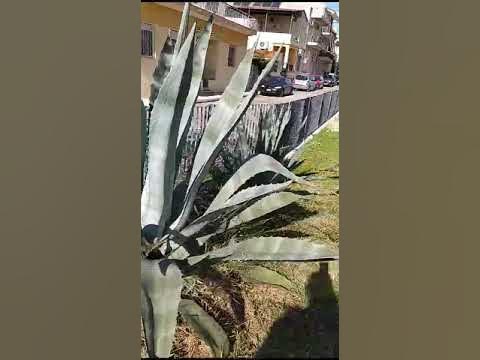 #кактусы Кактусы с человеческий рост в Афинах. - YouTube