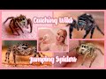 Catching Wild Jumping Spiders