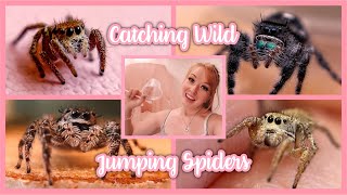 Catching Wild Jumping Spiders