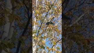 Black Squirrel making weird noises