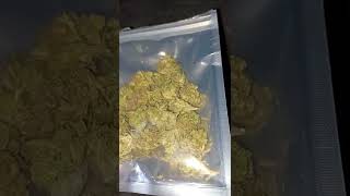 JK Distro Medellin Columbian Gold THCA CBD hemp flower (is it good?)