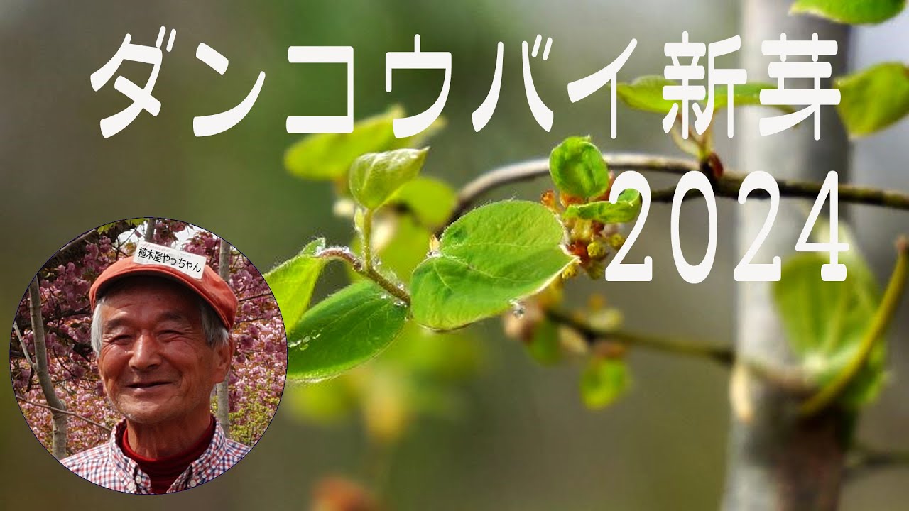 ダンコウバイ新芽2024 植木屋やっちゃん - YouTube