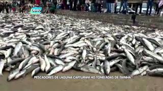 Pescadores de Laguna capturam 40 toneladas de tainha