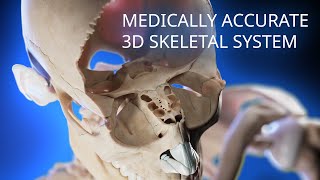 Medically accurate skeletal system 3d animation