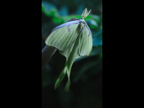 Just sit back, relax, and listen to the sounds of bugs. 🪲 #ARealBugsLife