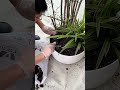 Create your own habitat. Monthly watering of laissez-faire style bonsai
