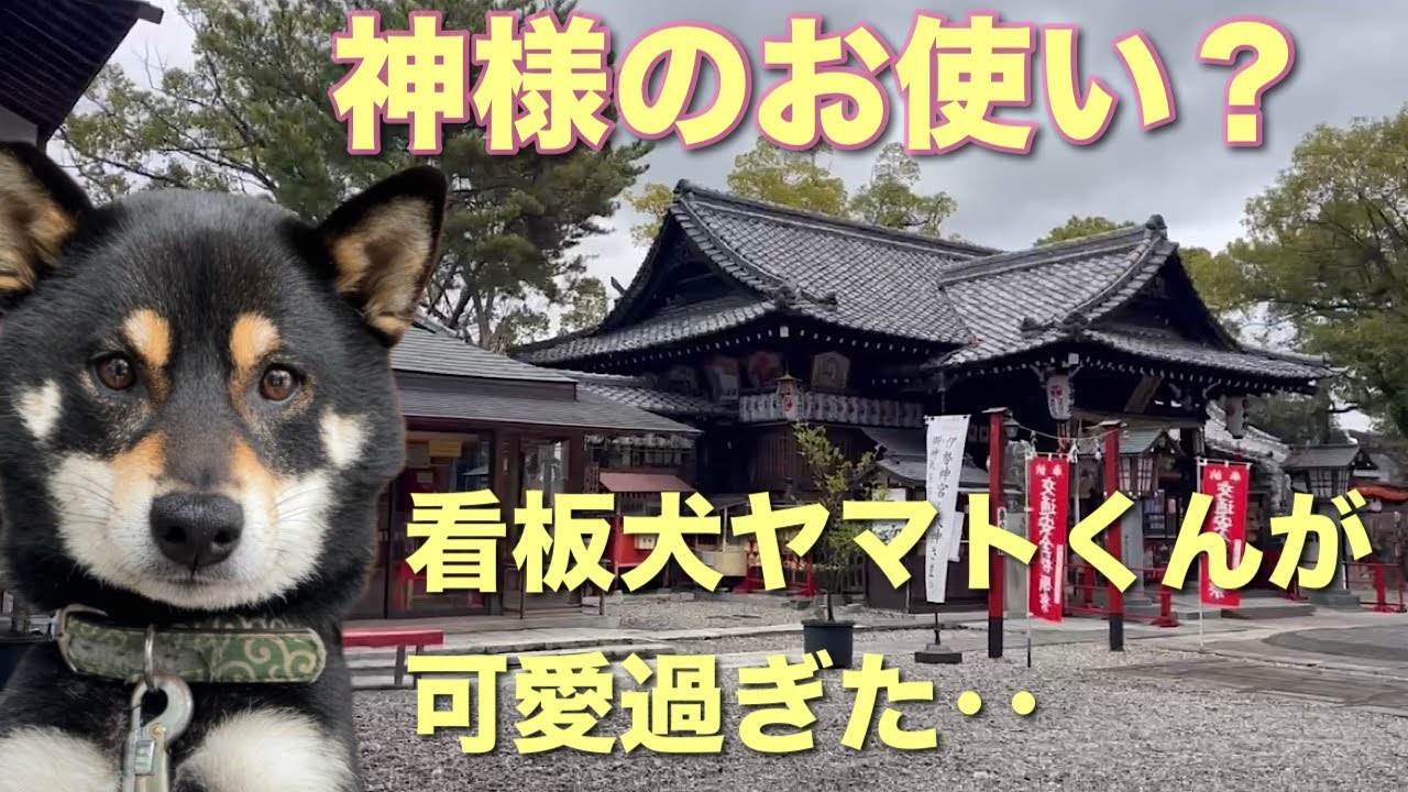 南北朝の歴史と看板犬ヤマトくんに会える！高知市中心部のオアシス『高知八幡宮』参拝記