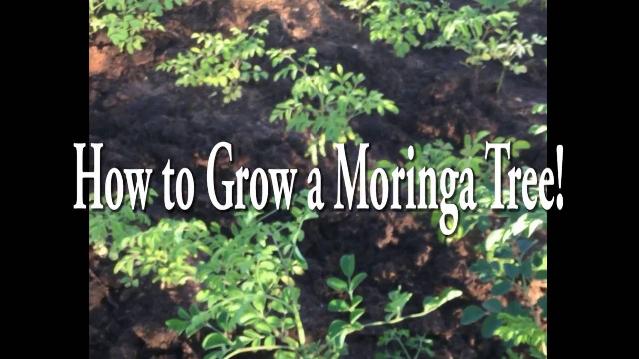 How to grow a moringa tree from dry land to fertile soil youtube