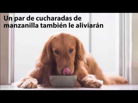 remedios caseros para flatulencias apestosas