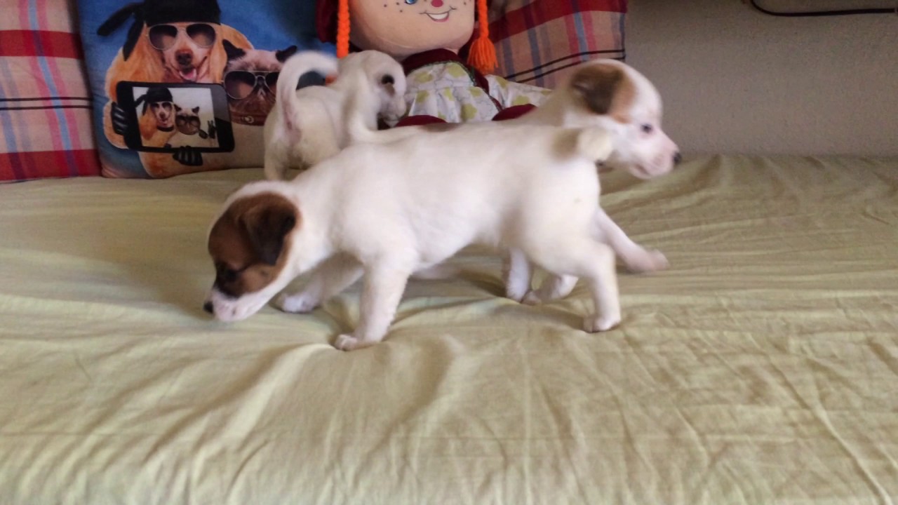 Jack Rus Terrier Yavruları Jack Rus Terrier Yavruları Satılık Russ
