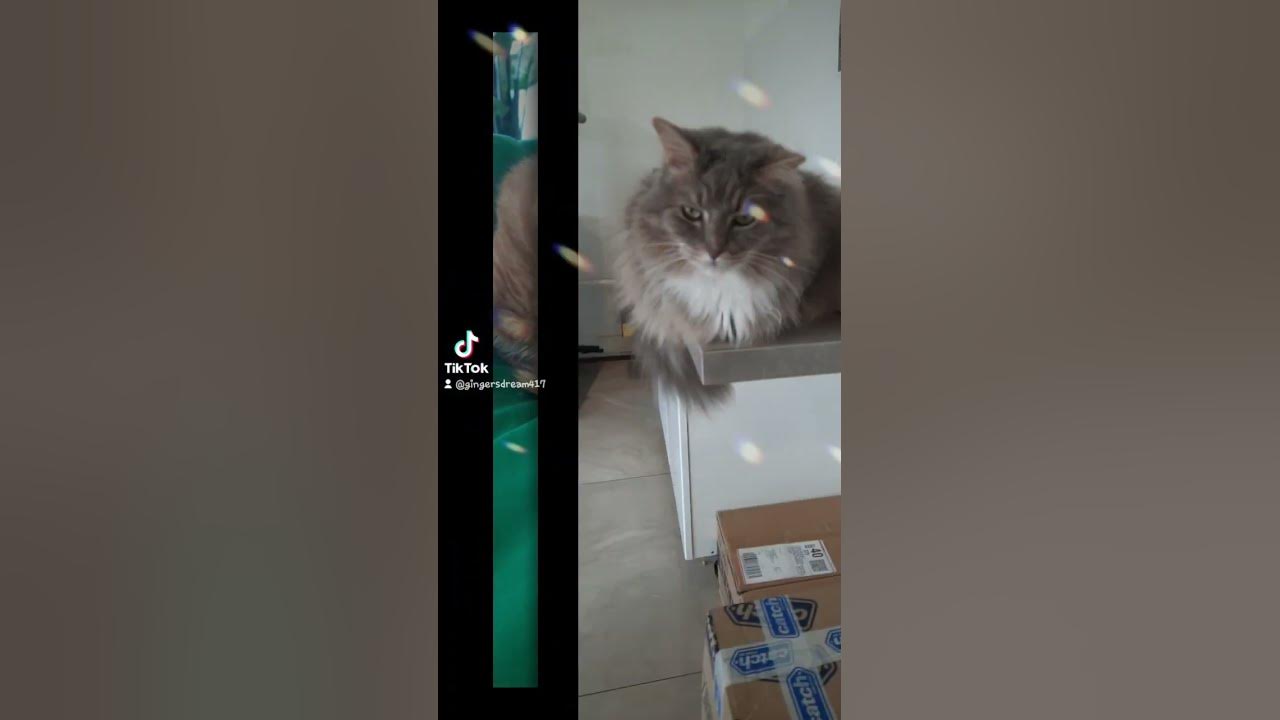 kitties at the Crazy Cat Cafe Surfers Paradise QLD YouTube