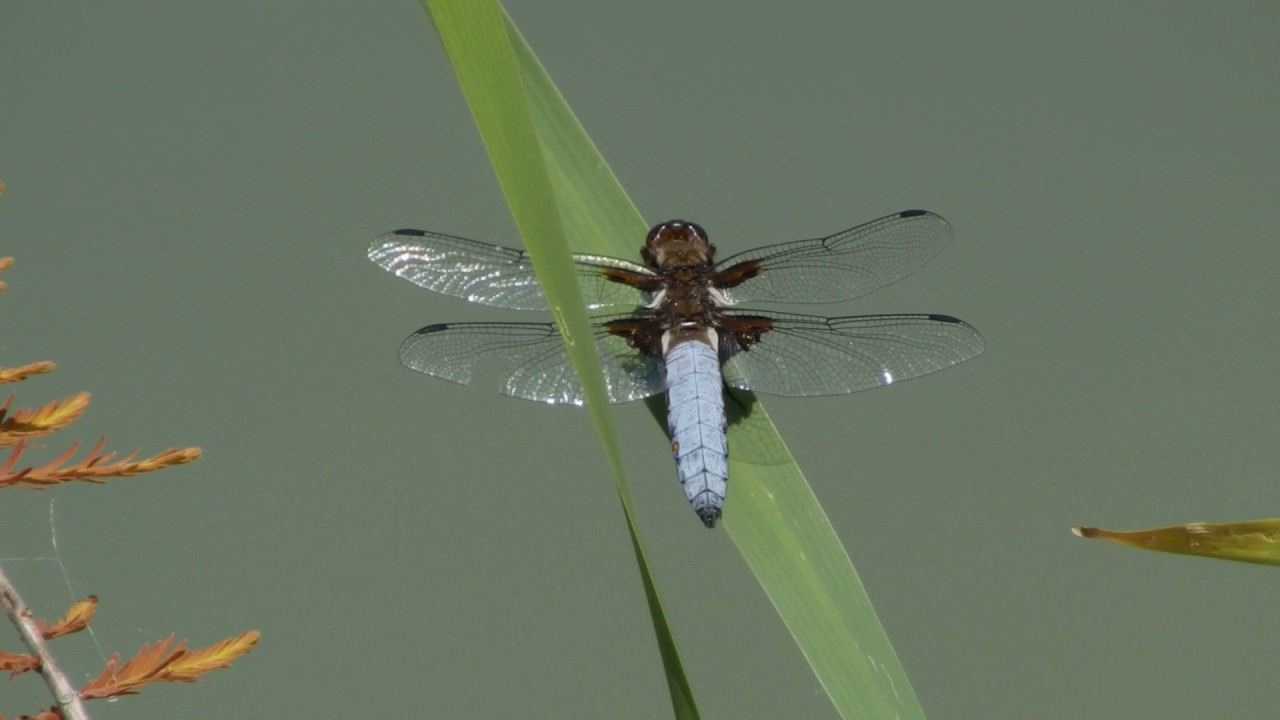 Libellula depressa