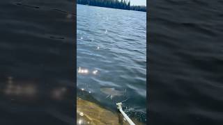 Spring lake trout #fishing #fish #travisonthe105 #outdoors #viral