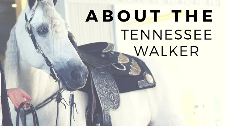 About The Tennessee Walker | Gaited Horse Breeds |...