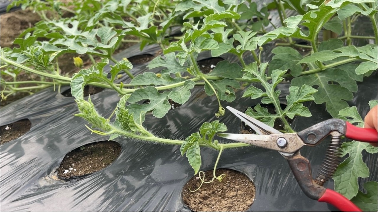 【スイカの育て方・栽培方法】失敗しない育て方（親づる摘心〜子づる４本仕立て〜孫づる摘心〜摘果の紹介）25/5/27