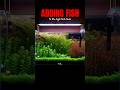 Adding Fishes To My Hightech Tank Fishtank Plants Aquaticpets Pets Aquarium Aquascape mp3