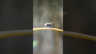 flytime with Fly.#fly #macro #Macrogphy #nature #videography #insects