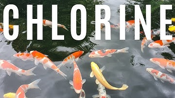 A Koi and pond fish keepers guide to Chlorine (Dazzle koi)