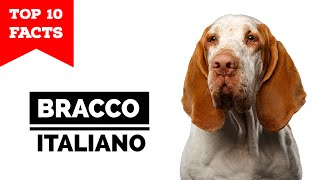 Bracco Italiano  Top 10 Facts