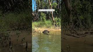 Crocodile vs Pig 😳