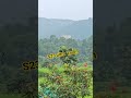 Samsung s23 Ultra zooming power #totalgaming #ff @SHARANAUTOPARTS